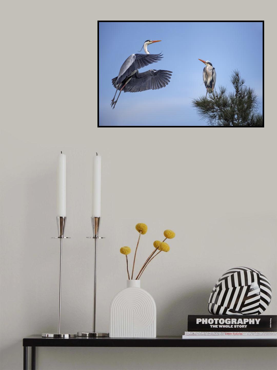 Grey Heron Poster och Canvastavla