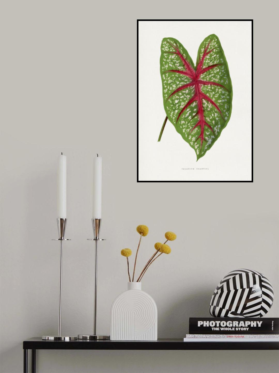 Green Caladium Chantini Leaf Illustration Poster och Canvastavla