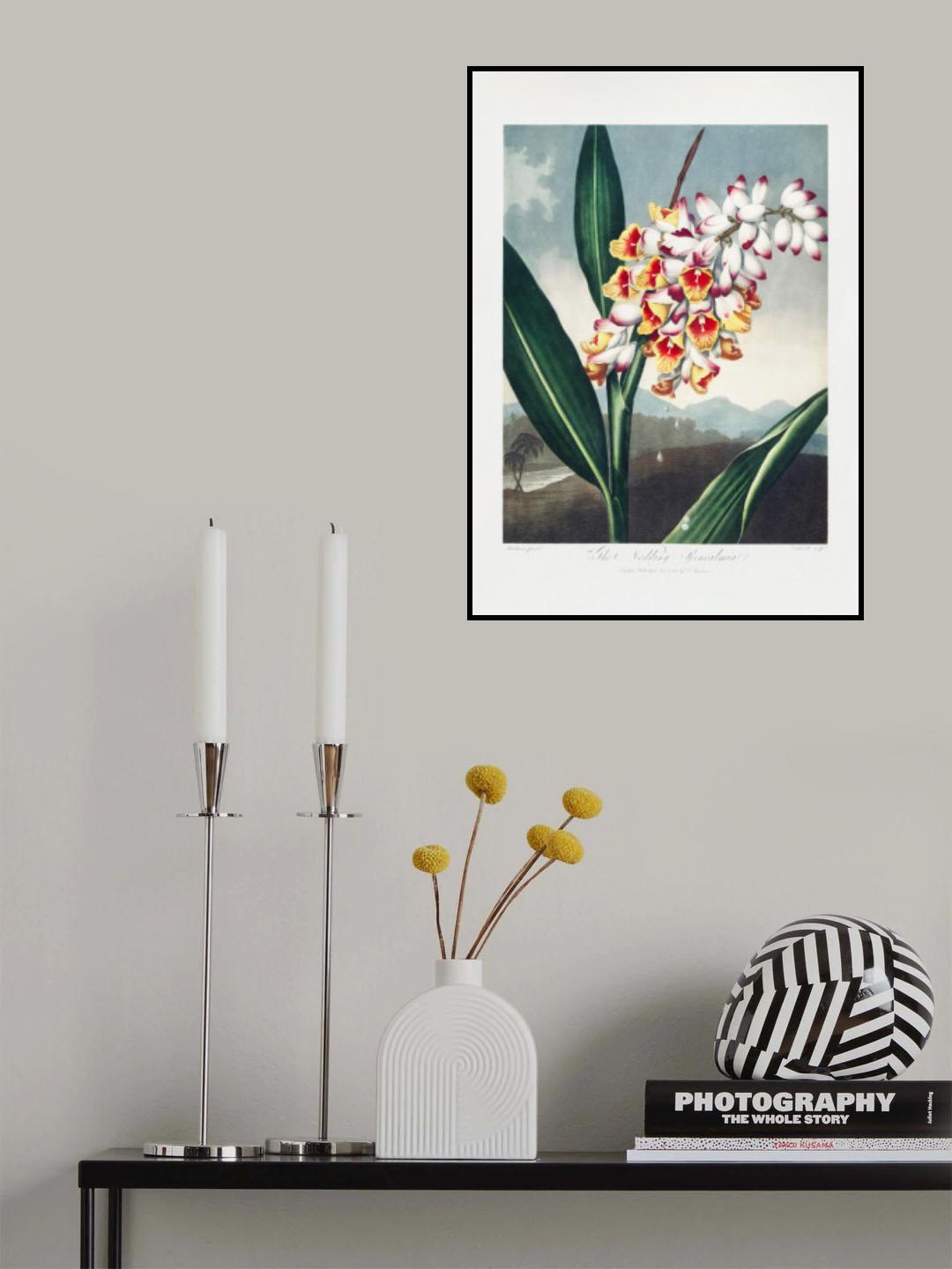 The Nodding Renealmia from The Temple of Flora (1807) Poster och Canvastavla