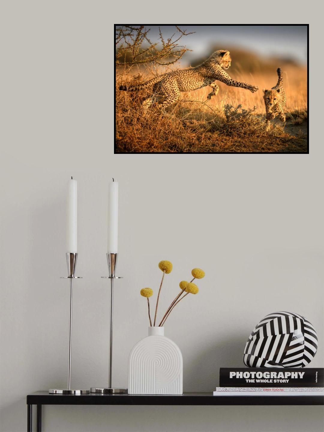 Two cheetahs in the morning light Poster och Canvastavla