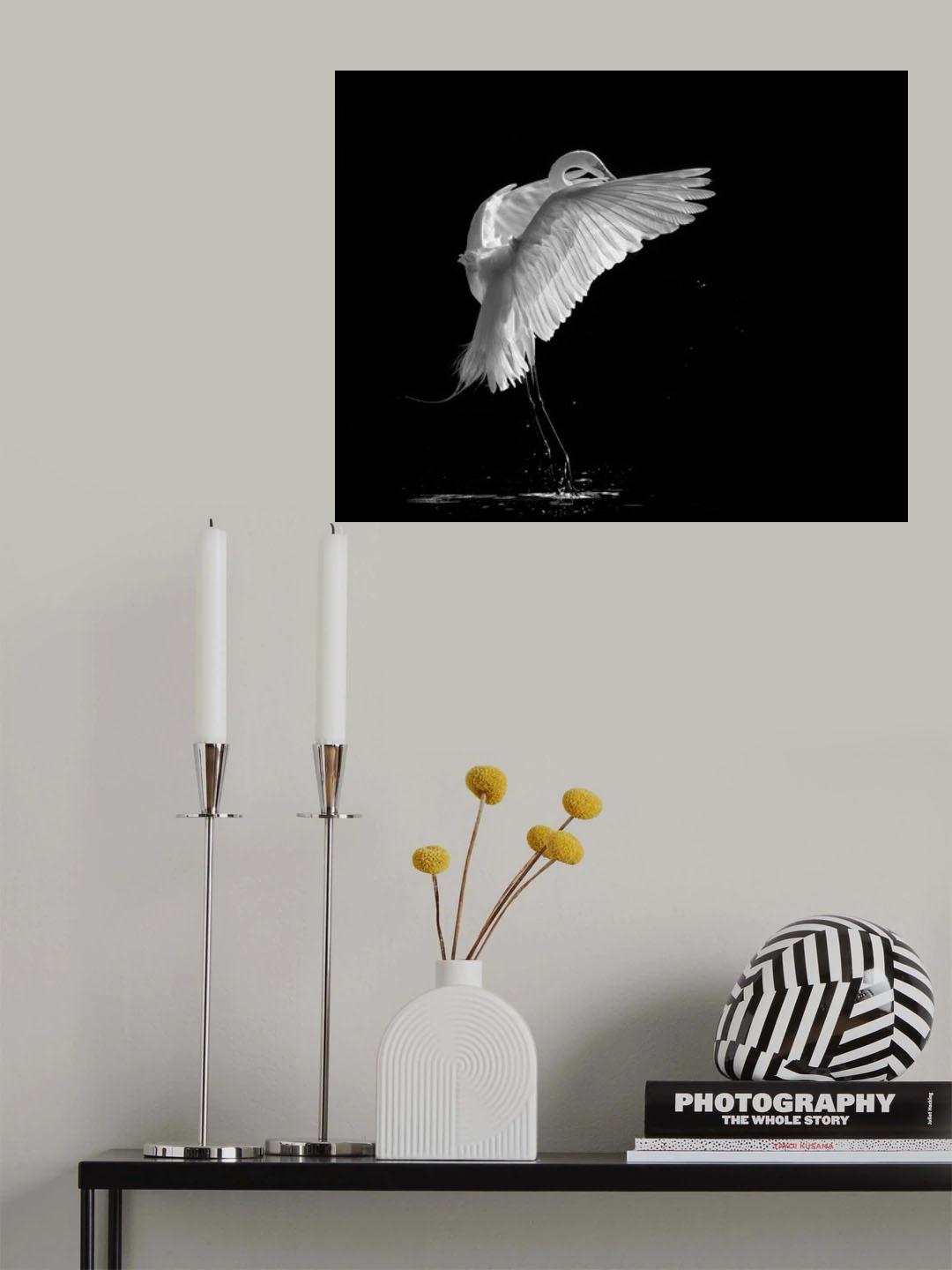 Portrait of A Great White Egret Poster och Canvastavla