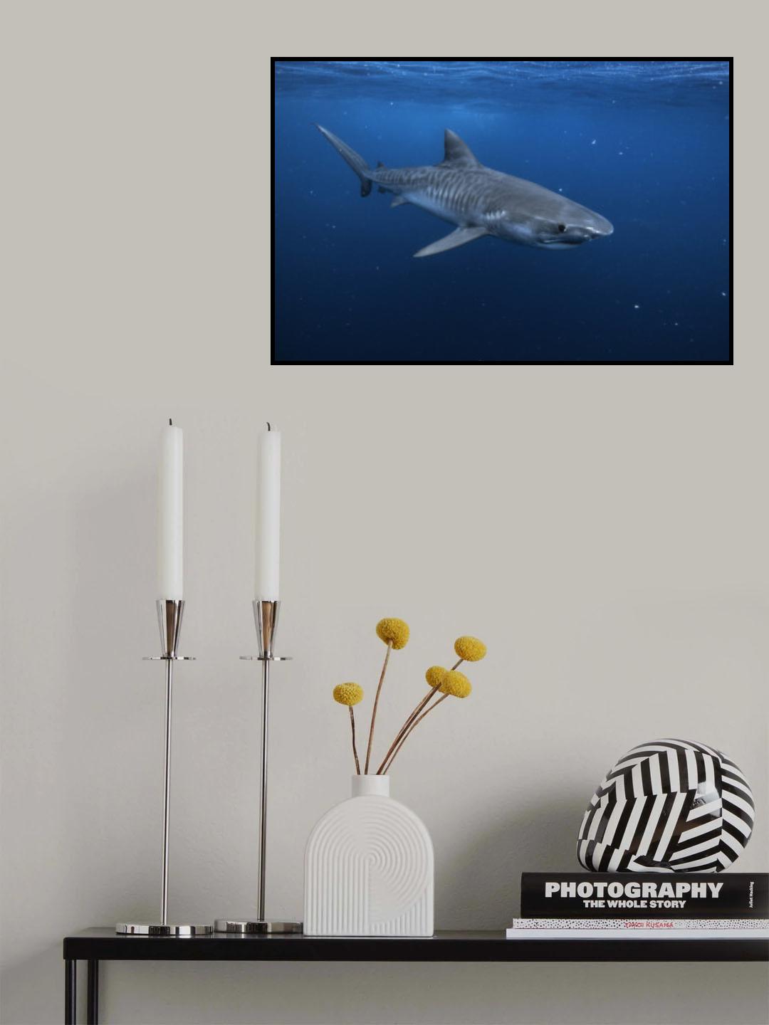 Tiger shark Poster och Canvastavla