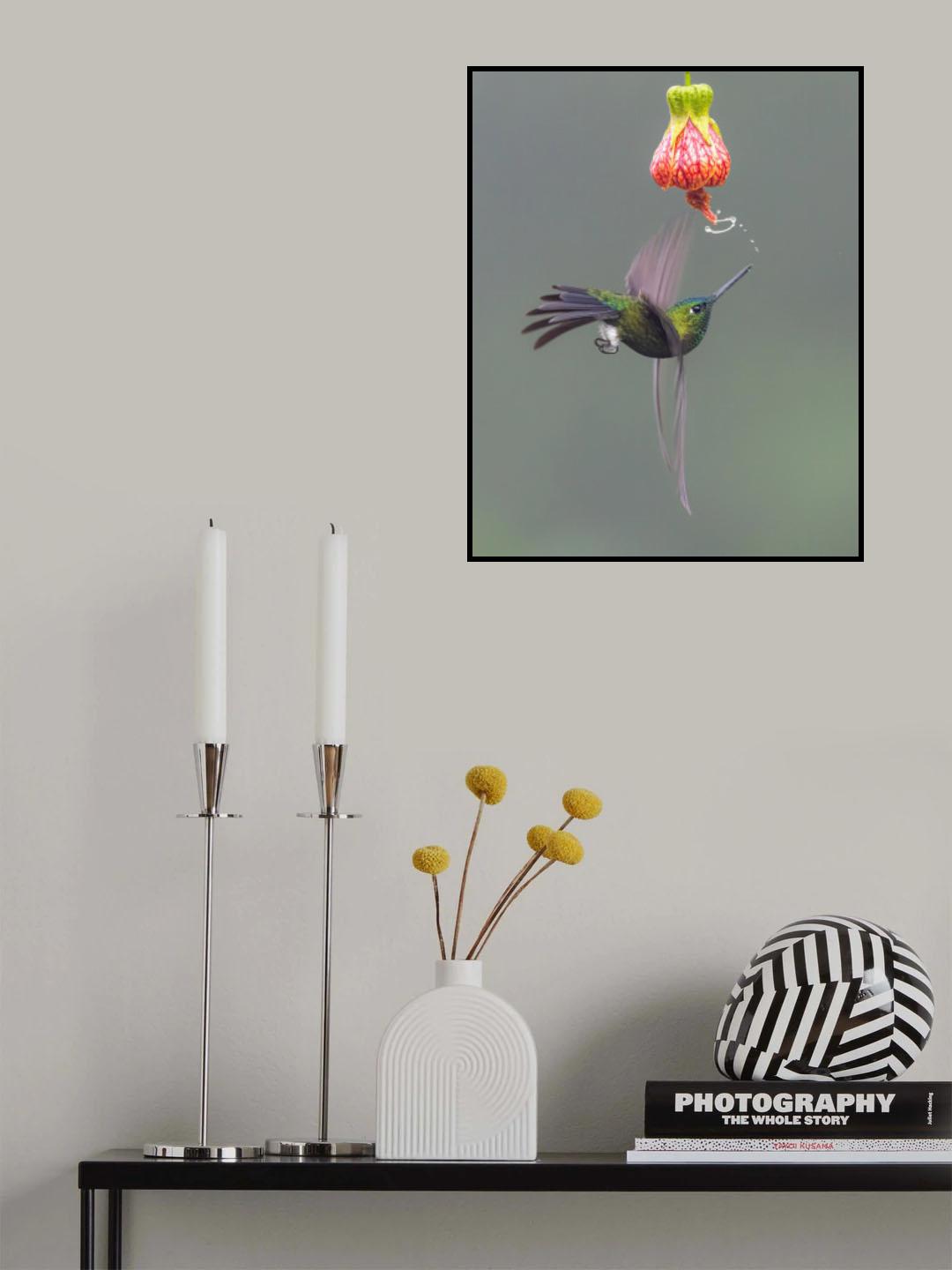 Playing hummingbird Poster och Canvastavla