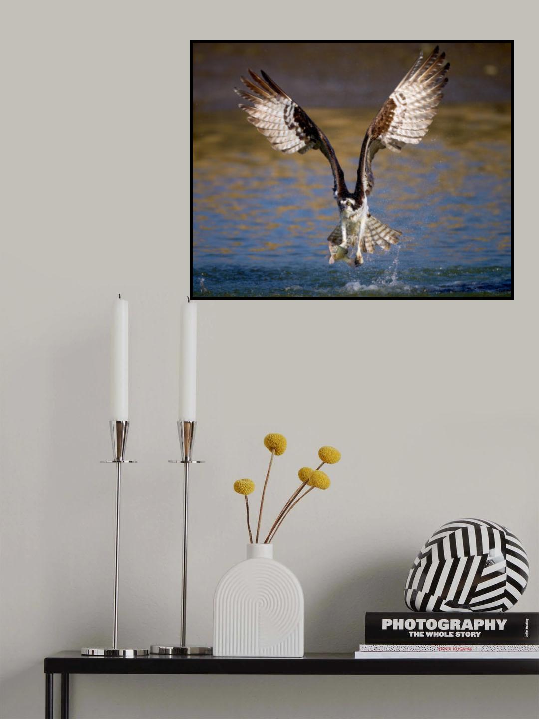 Osprey with catch Poster och Canvastavla