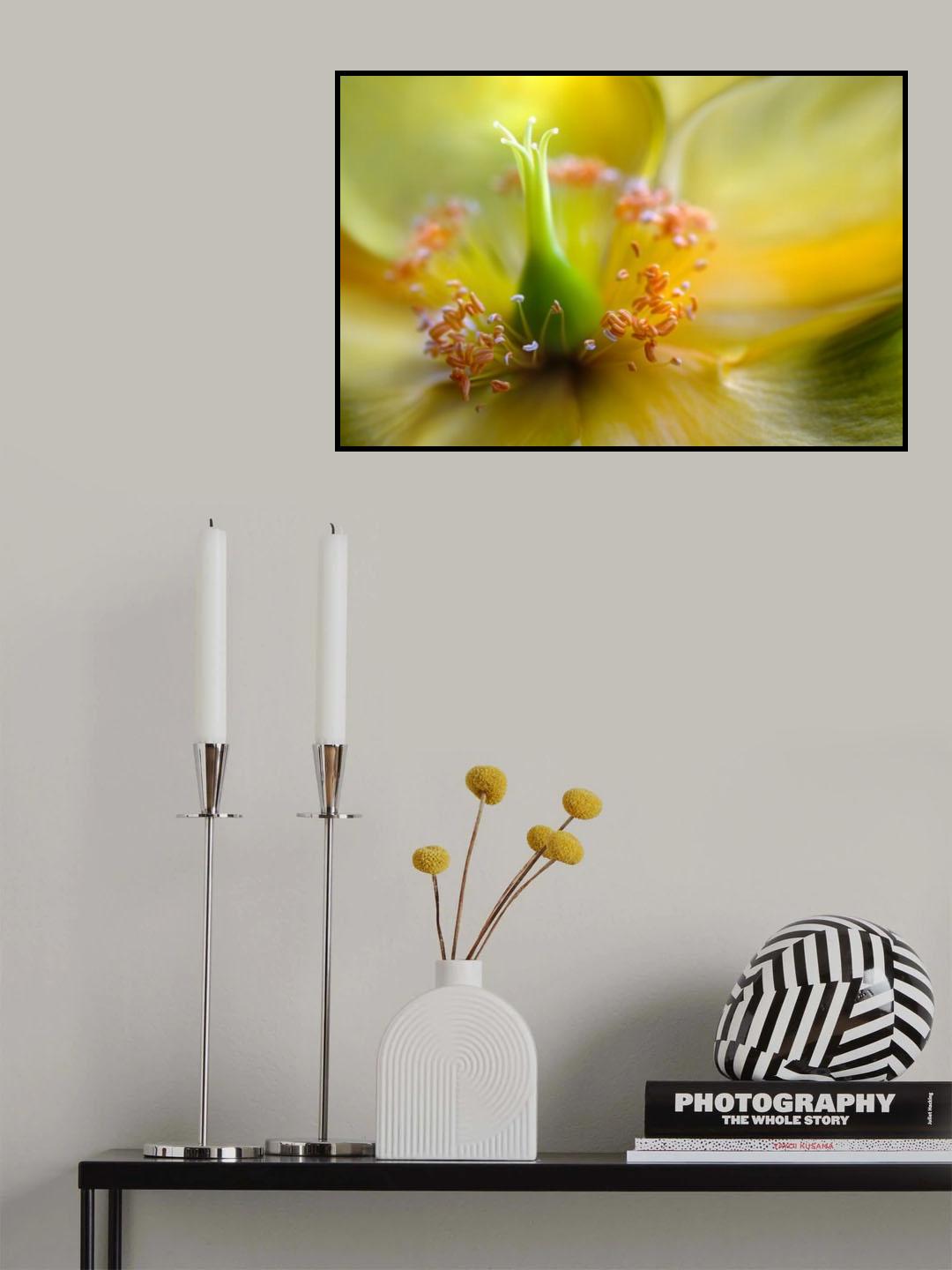 Hypericum Poster och Canvastavla