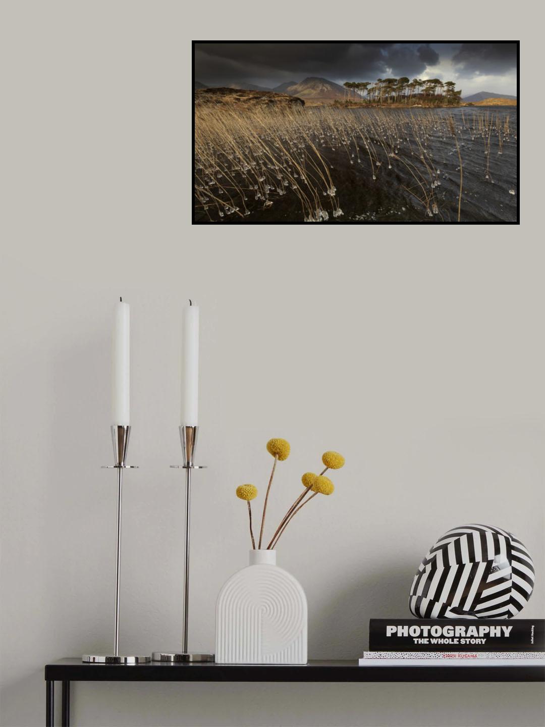 Pine Island Poster och Canvastavla