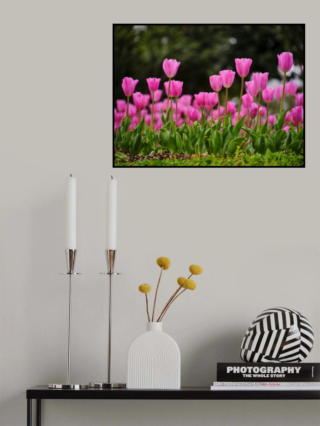Pink Tulips Poster och Canvastavla