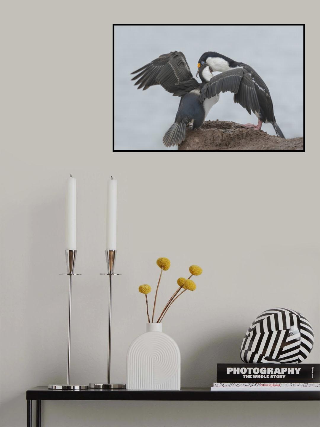 Antarctic Blue-eyed Cormorant Feeding Poster och Canvastavla