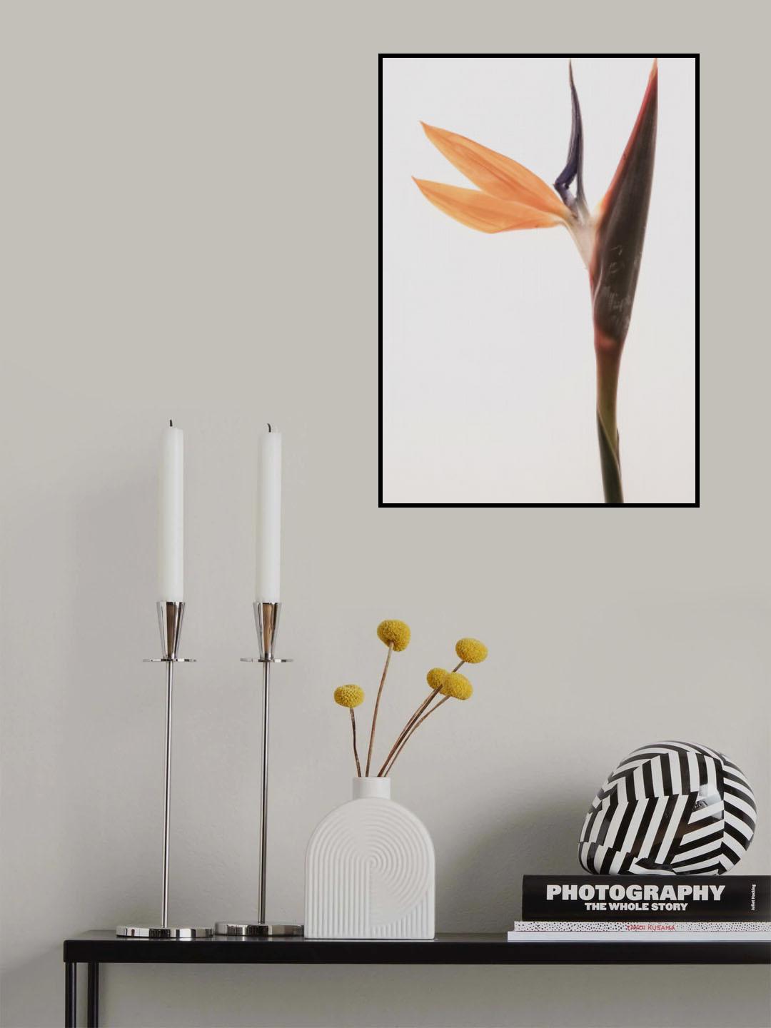 Queens Flower Poster och Canvastavla