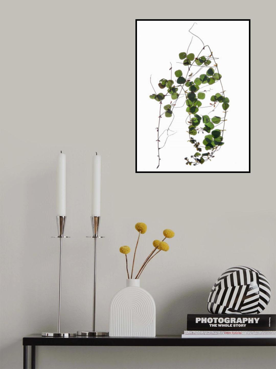 Herbarium 03 Poster och Canvastavla