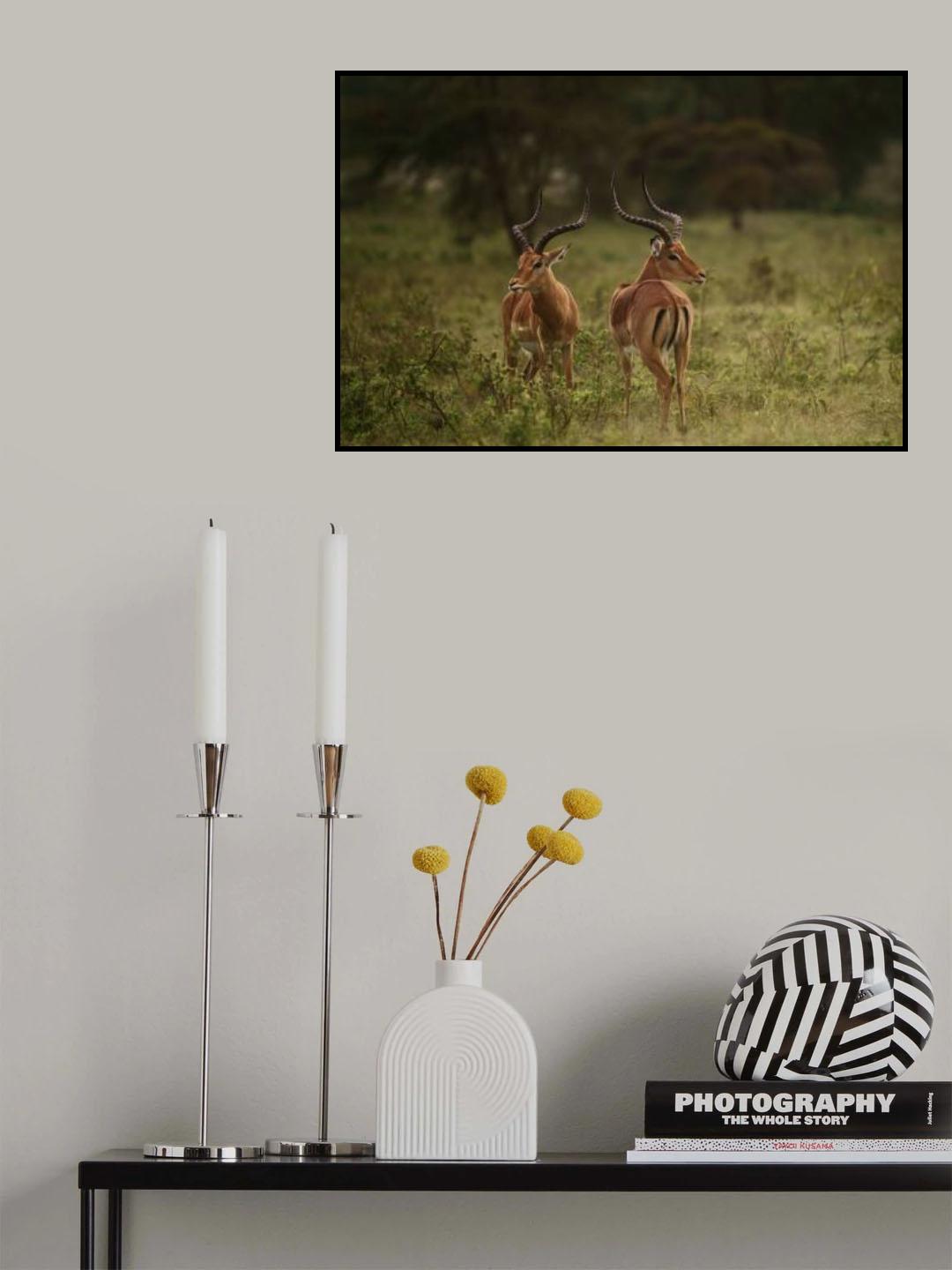 Aepyceros Melampus / Impalas A736457 Poster och Canvastavla