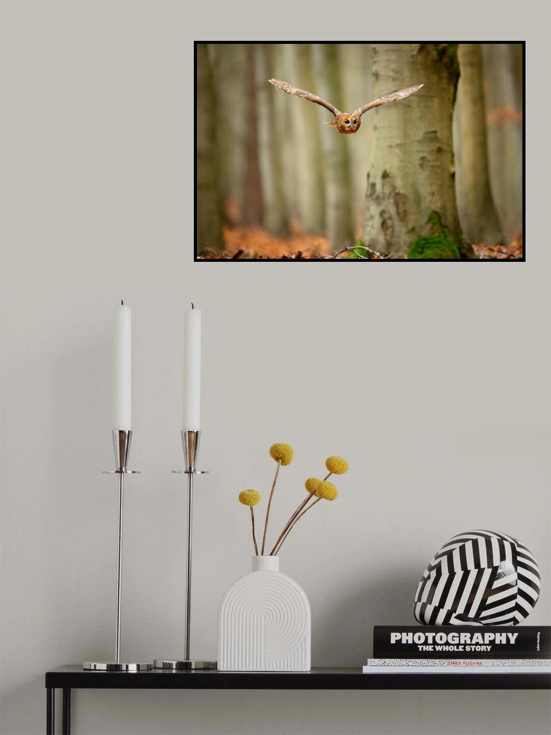 Tawny Owl Poster och Canvastavla