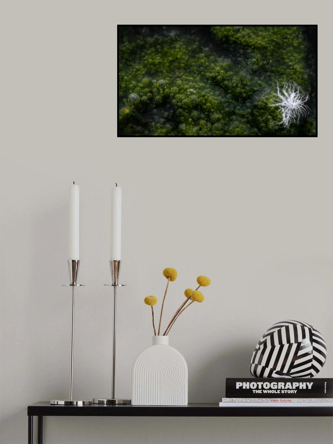 Bloom Poster och Canvastavla