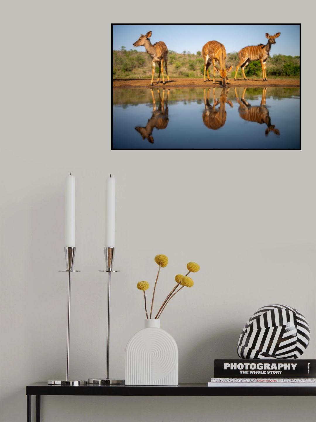 Watering hole Poster och Canvastavla