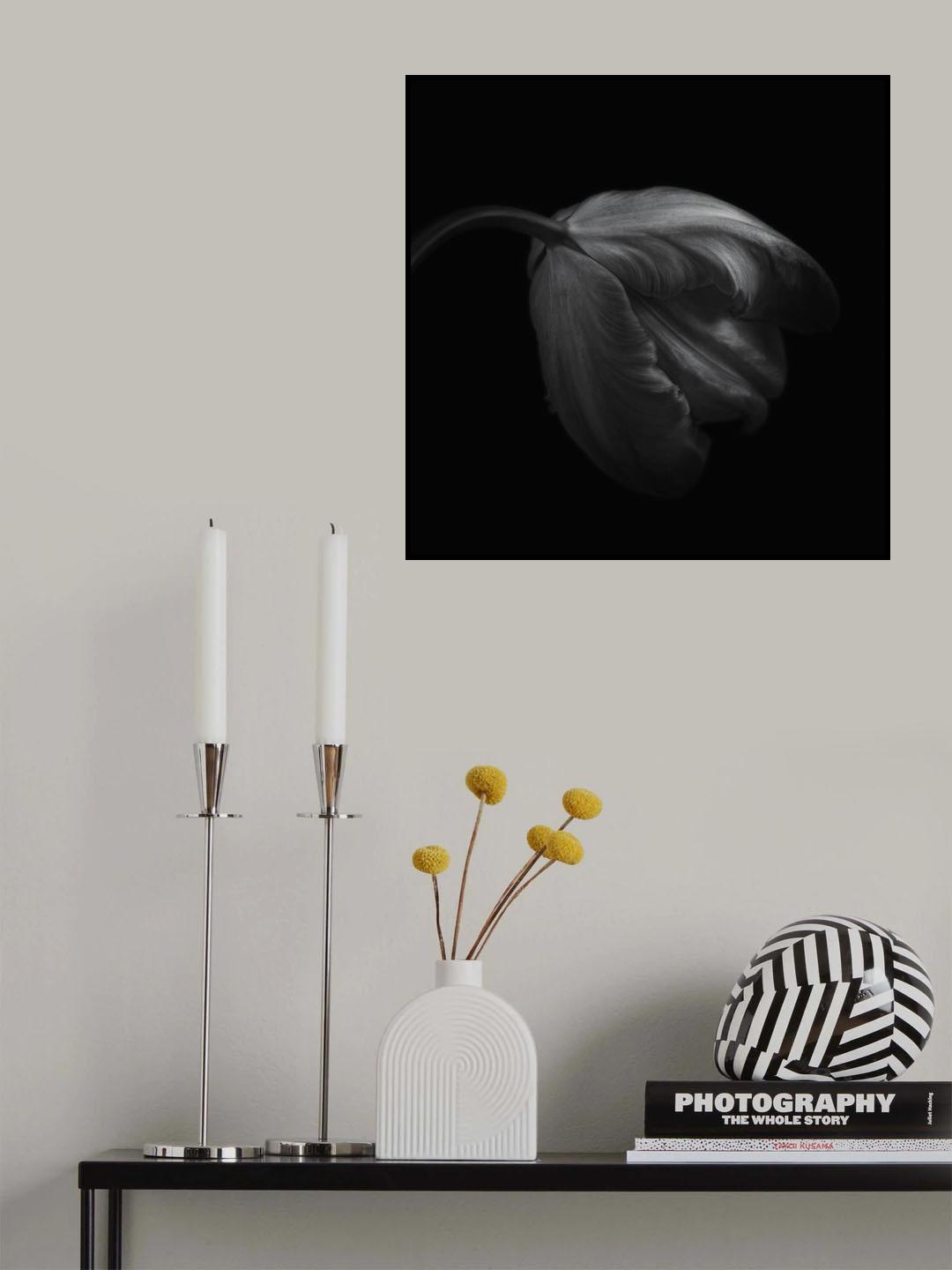 Tulip in monochrome Poster och Canvastavla