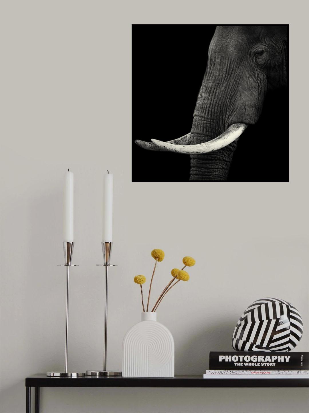 Elephant profile Poster och Canvastavla