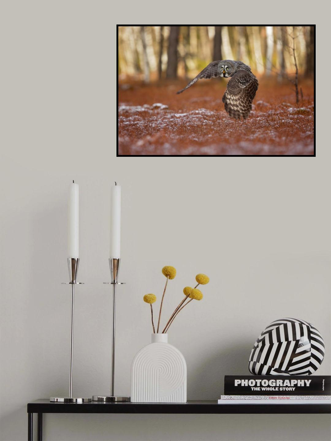 Great grey owl Poster och Canvastavla