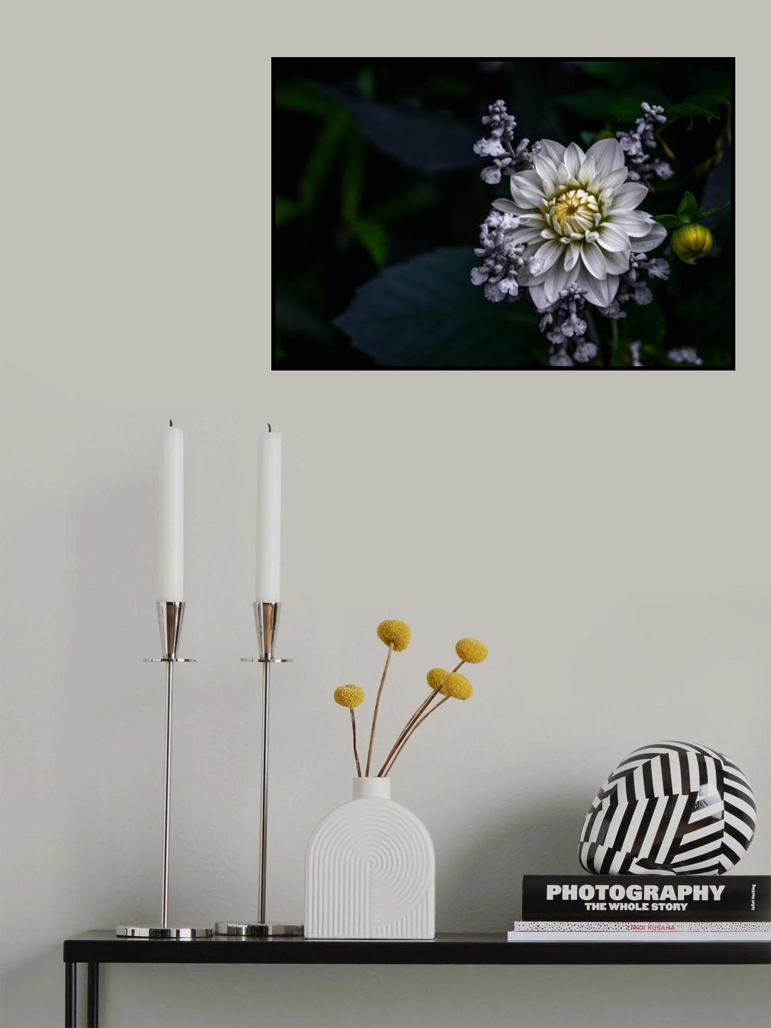 Dahlia flower Poster och Canvastavla