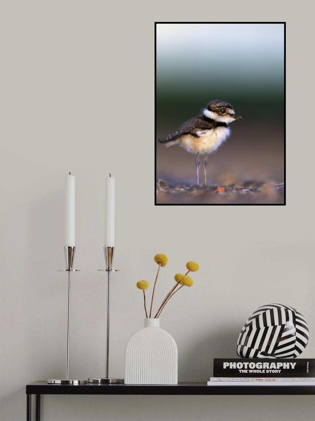 Killdeer chick, Charadrius vociferus Poster och Canvastavla