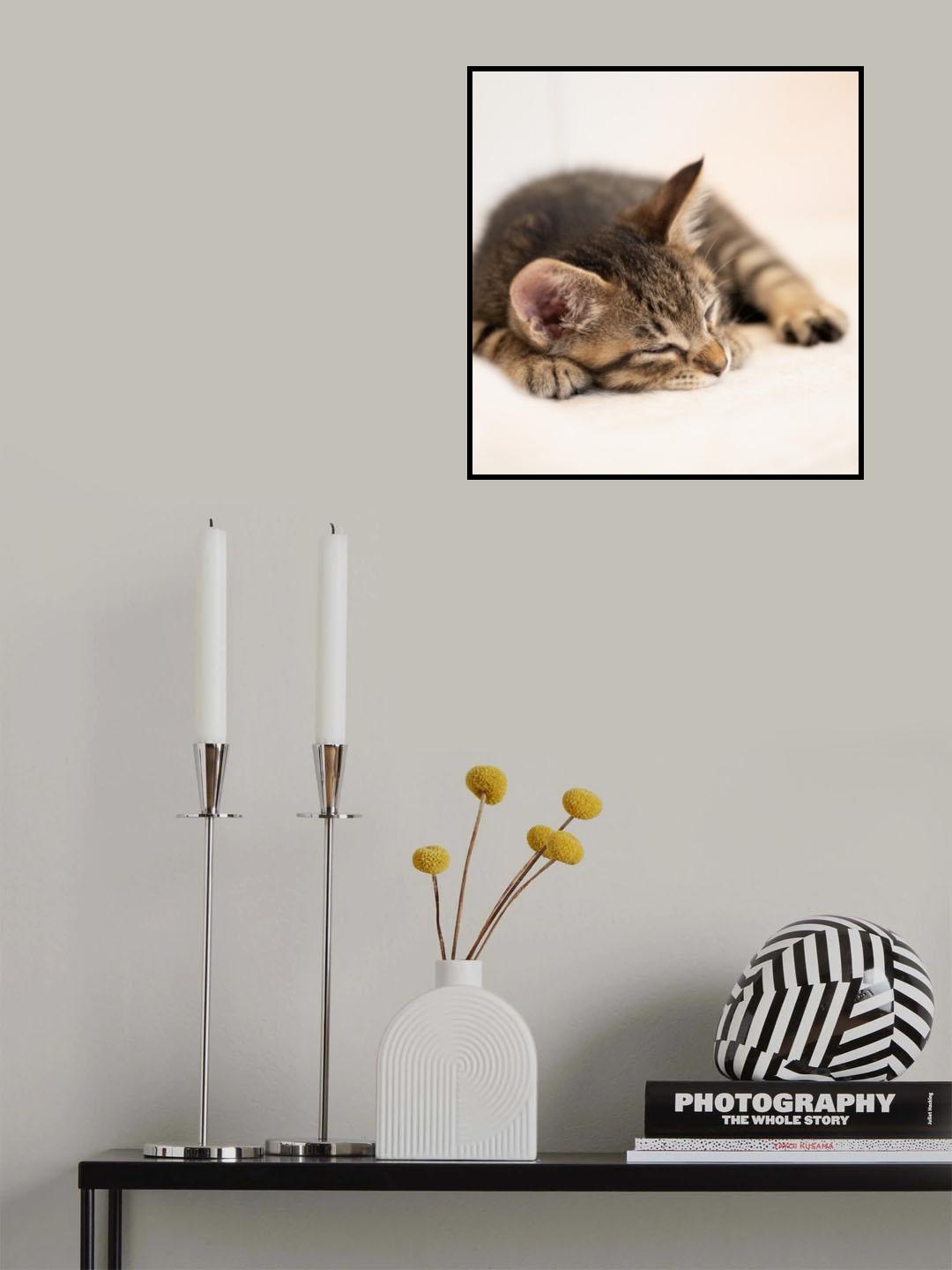 Kitten Poster och Canvastavla