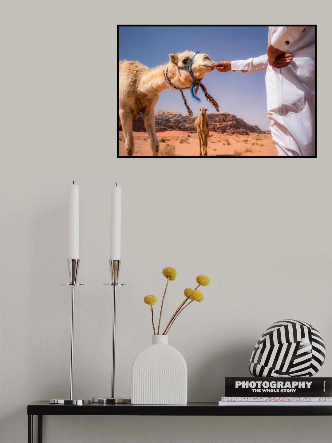 The Bedouin & his camels Poster och Canvastavla