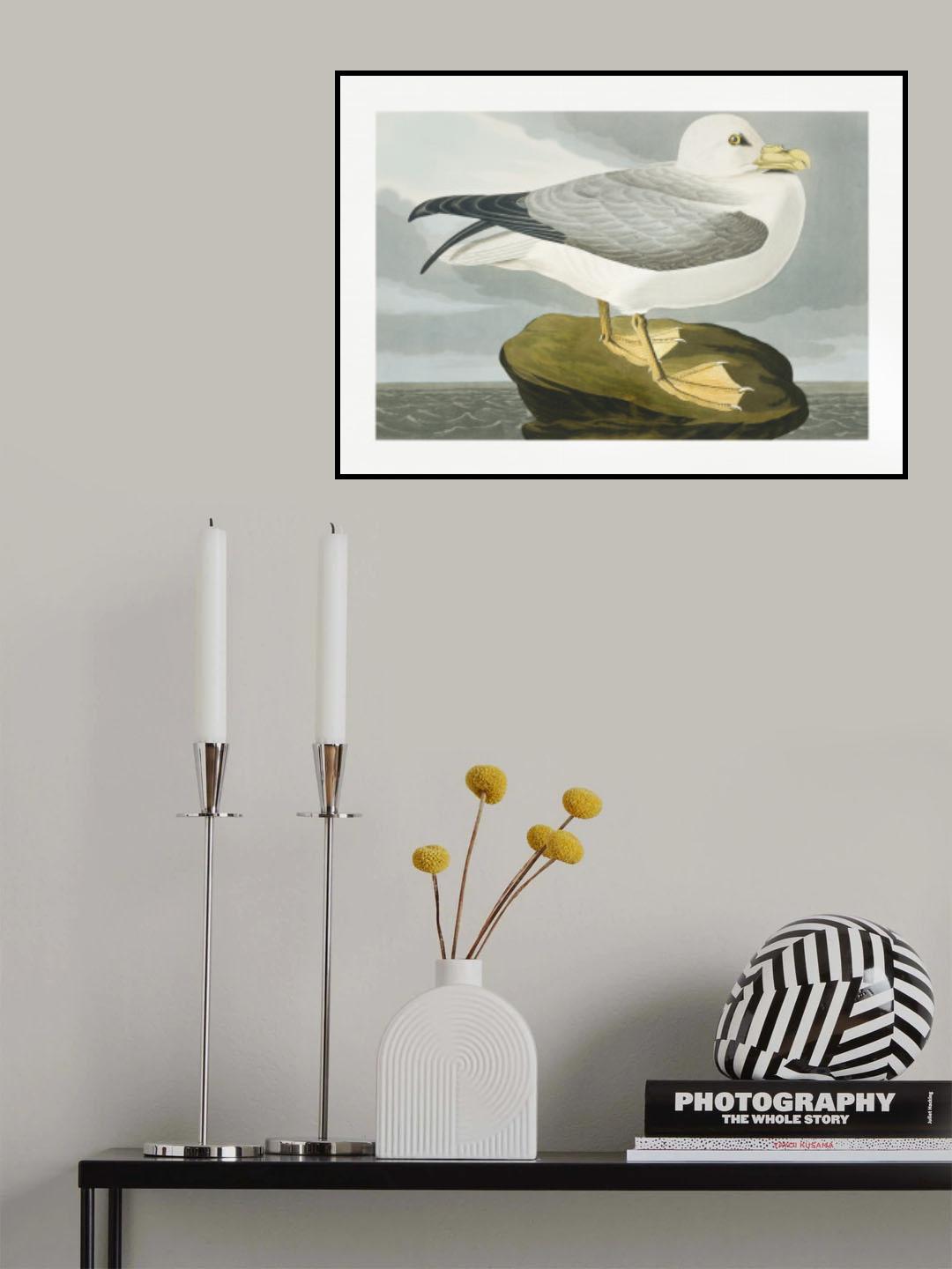 Fulmar Petrel From Birds of America (1827) Poster och Canvastavla