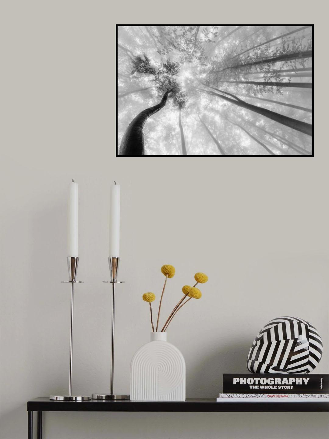Fog in the treetops Poster och Canvastavla