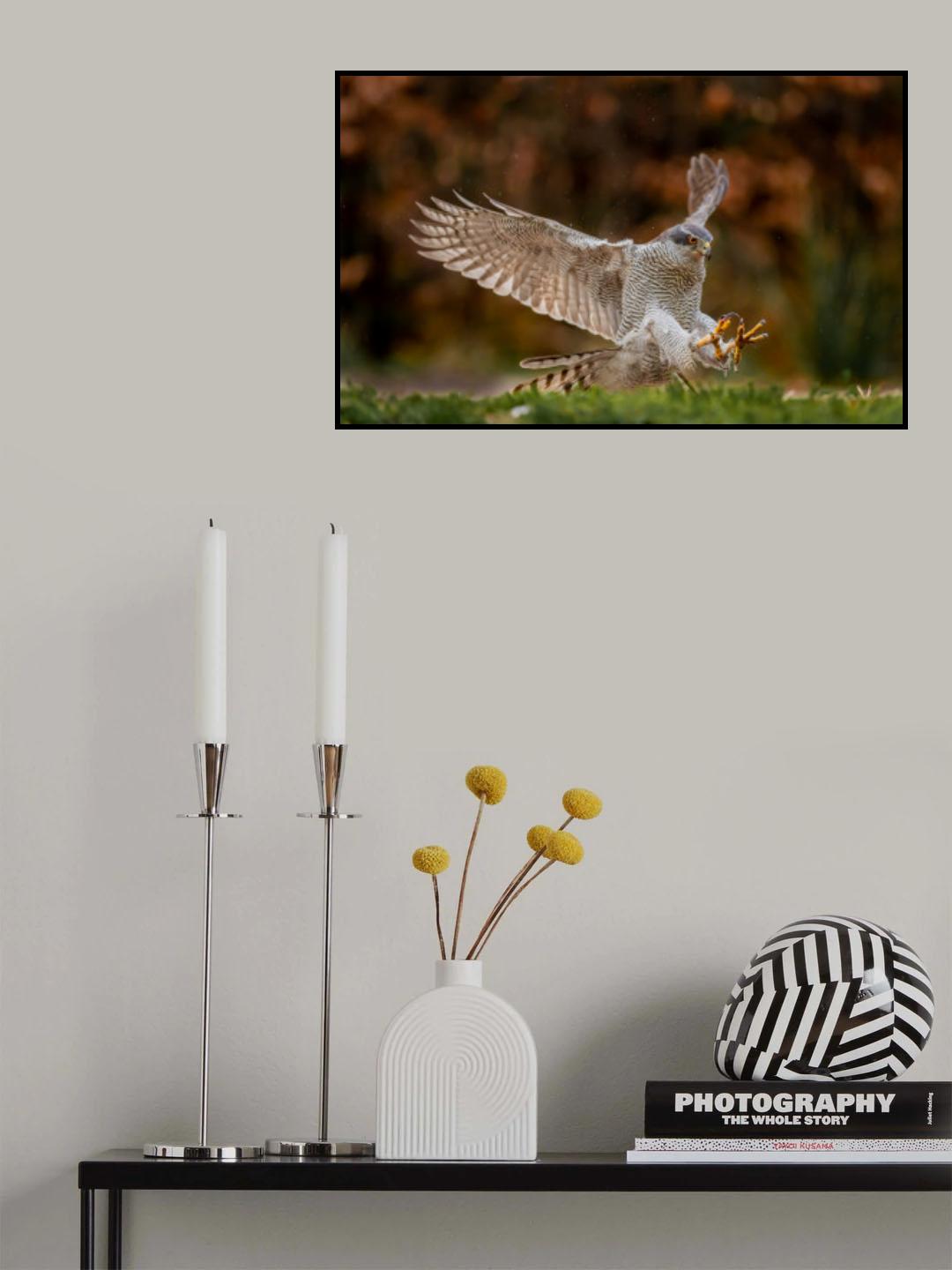 Swooping for the kill Poster och Canvastavla