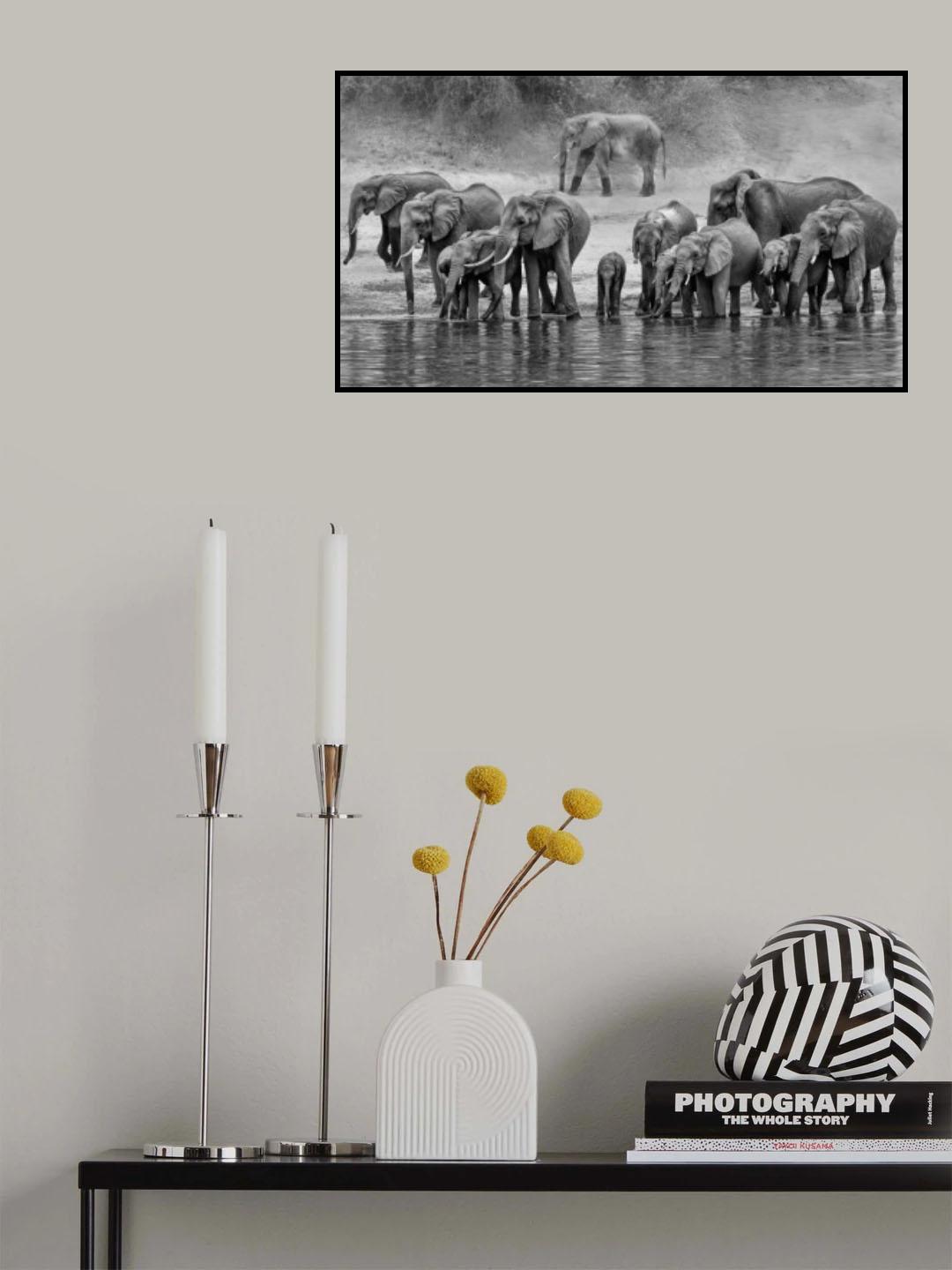 Elephant Family Poster och Canvastavla