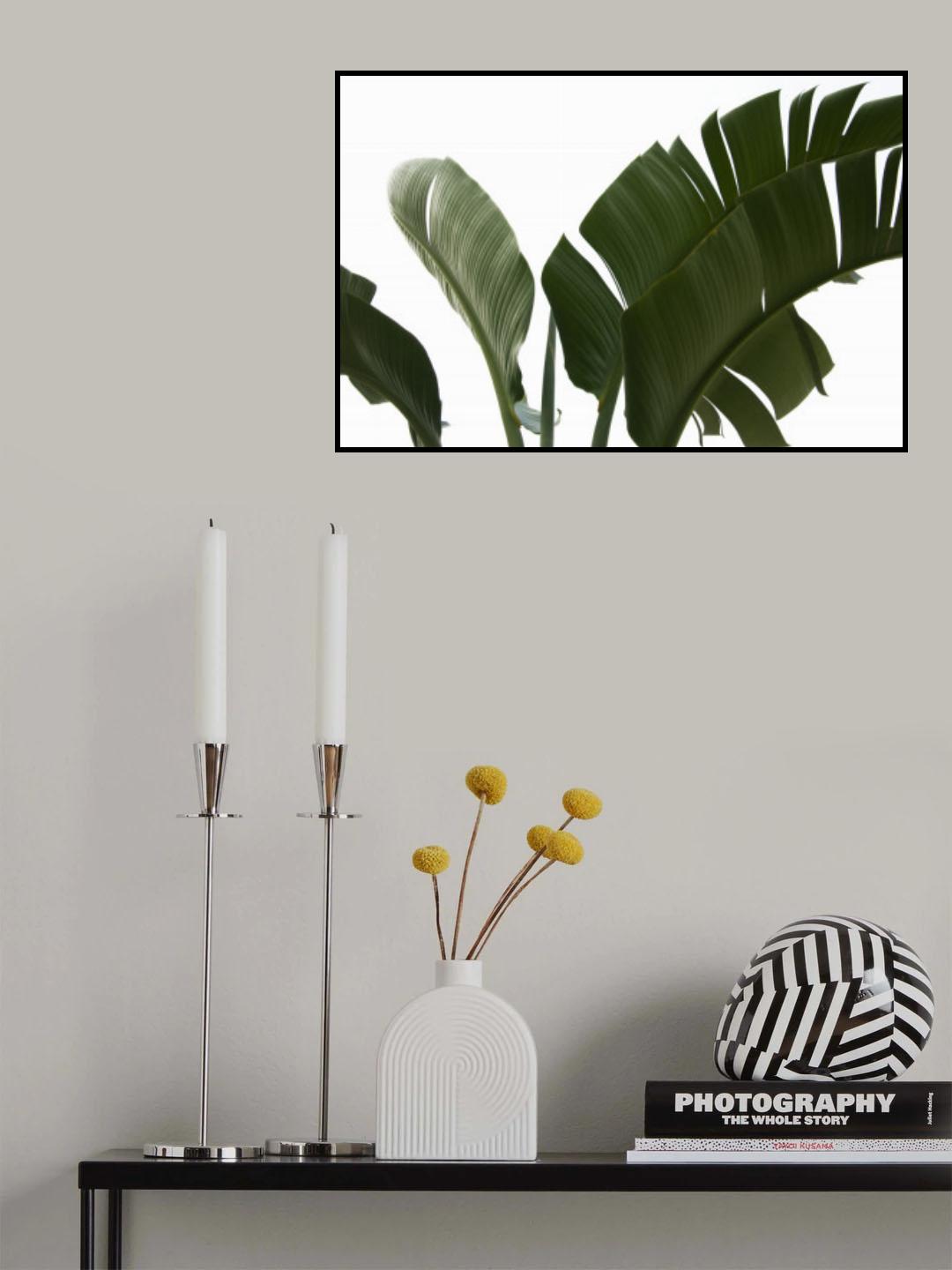 Travellers Palm Leaves Foliage Photo 06 Poster och Canvastavla