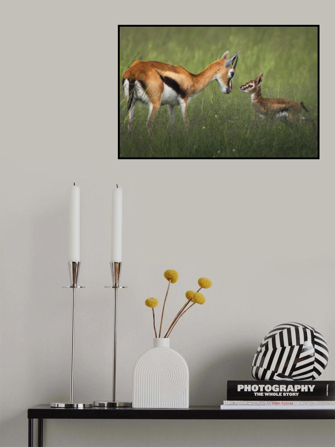 Eye Contact Poster och Canvastavla