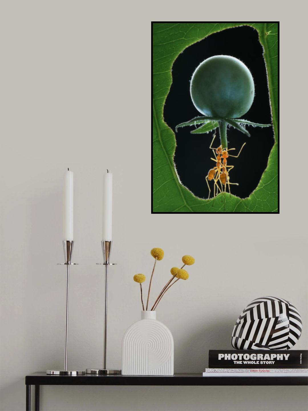 great ant Poster och Canvastavla