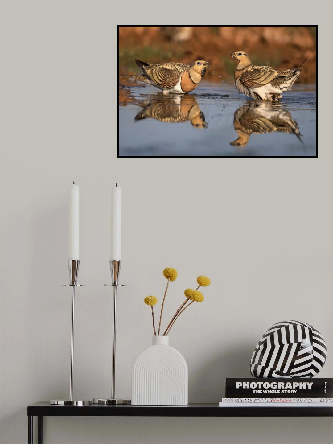 Pin-tailed Sandgrouse Poster och Canvastavla