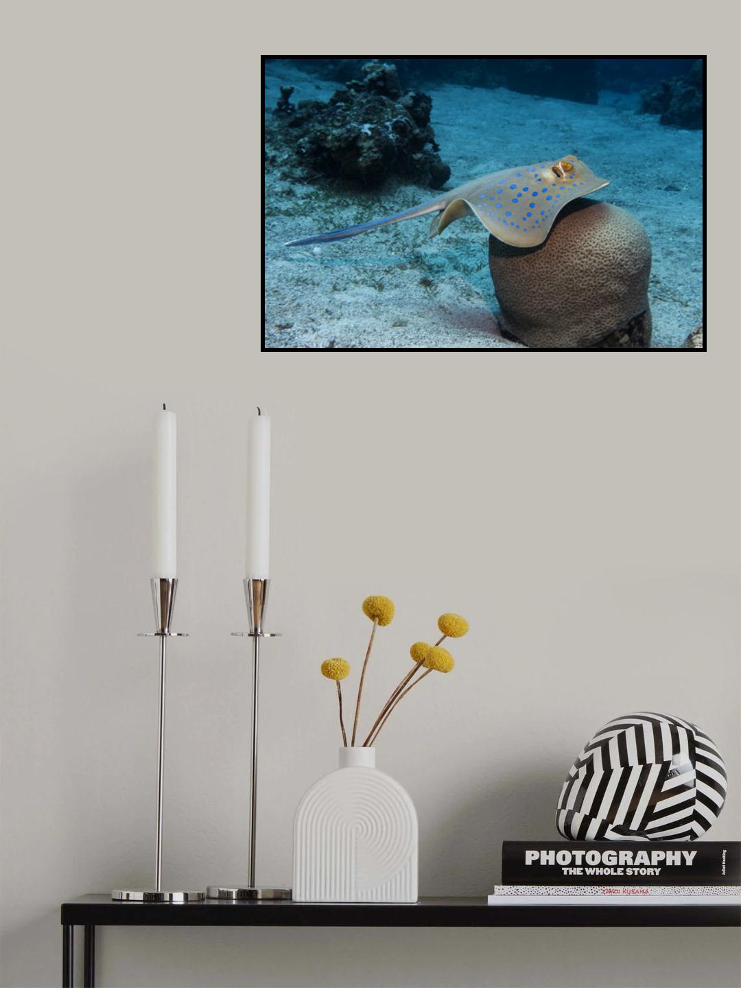 Bluespotted Ribbontail Ray Poster och Canvastavla