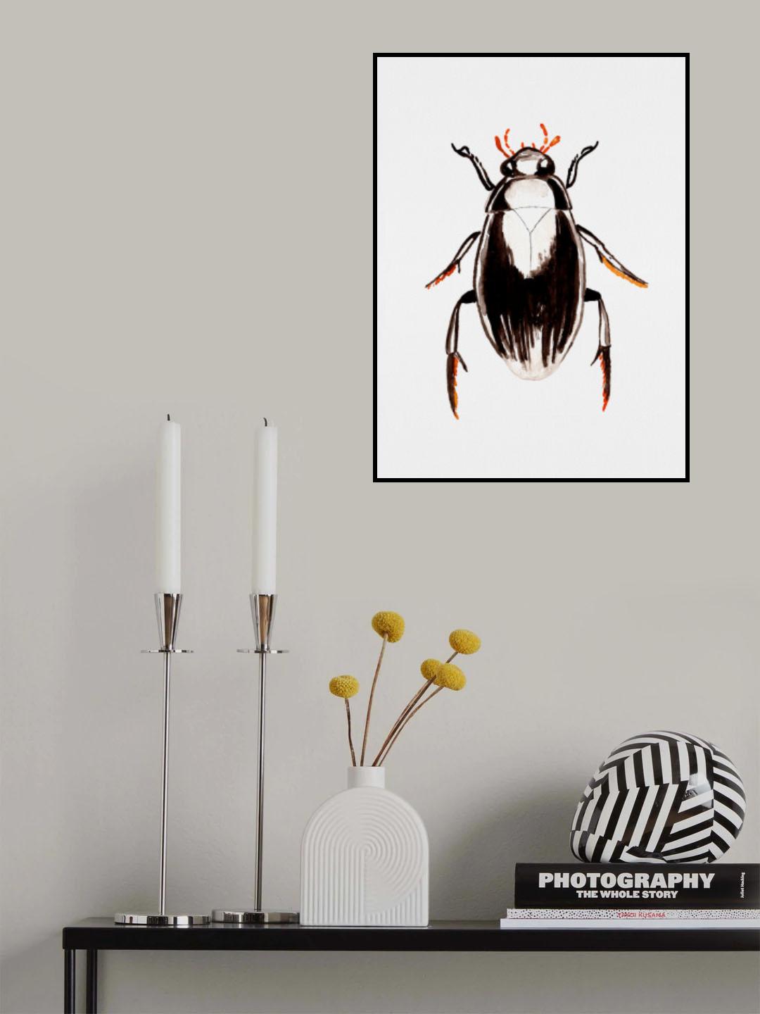 Water scavenger beetle or Hydrophilus aterrimus Poster och Canvastavla