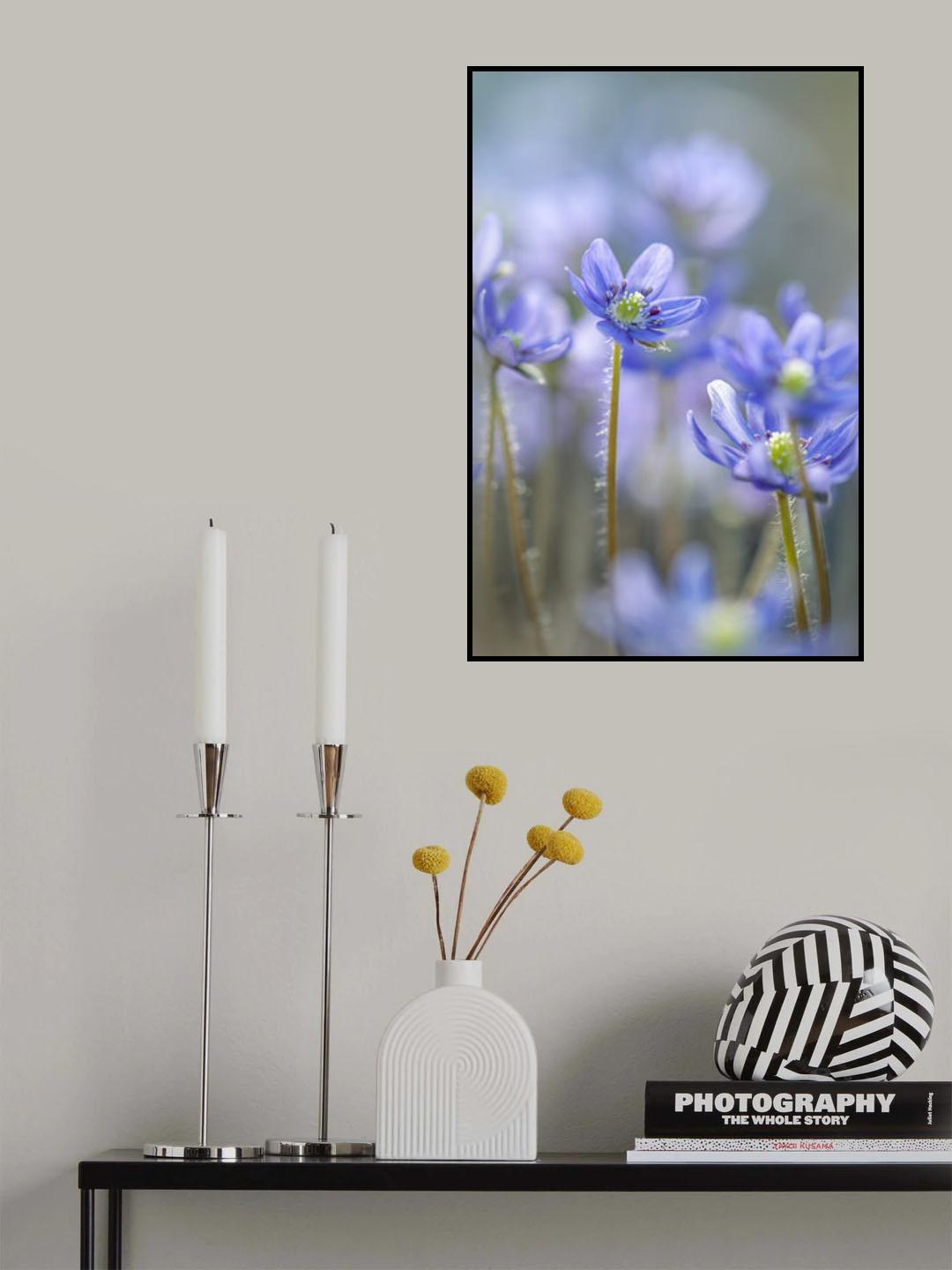 Hepatica Poster och Canvastavla