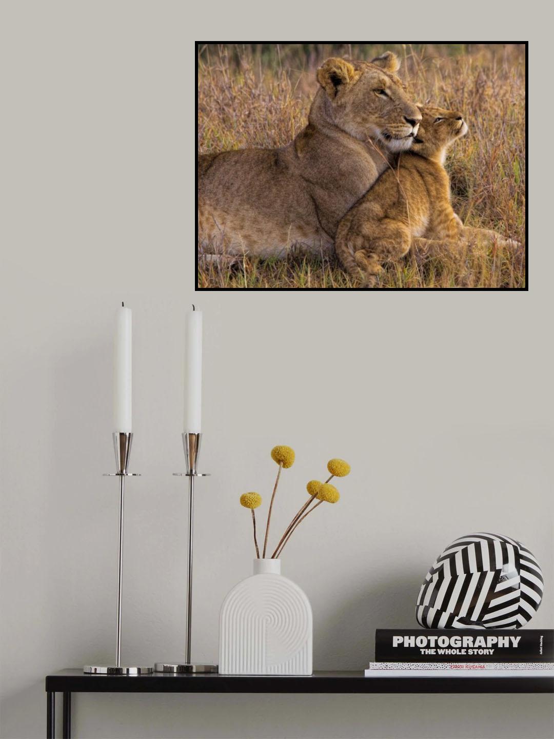 Baby Lion with Mother Poster och Canvastavla