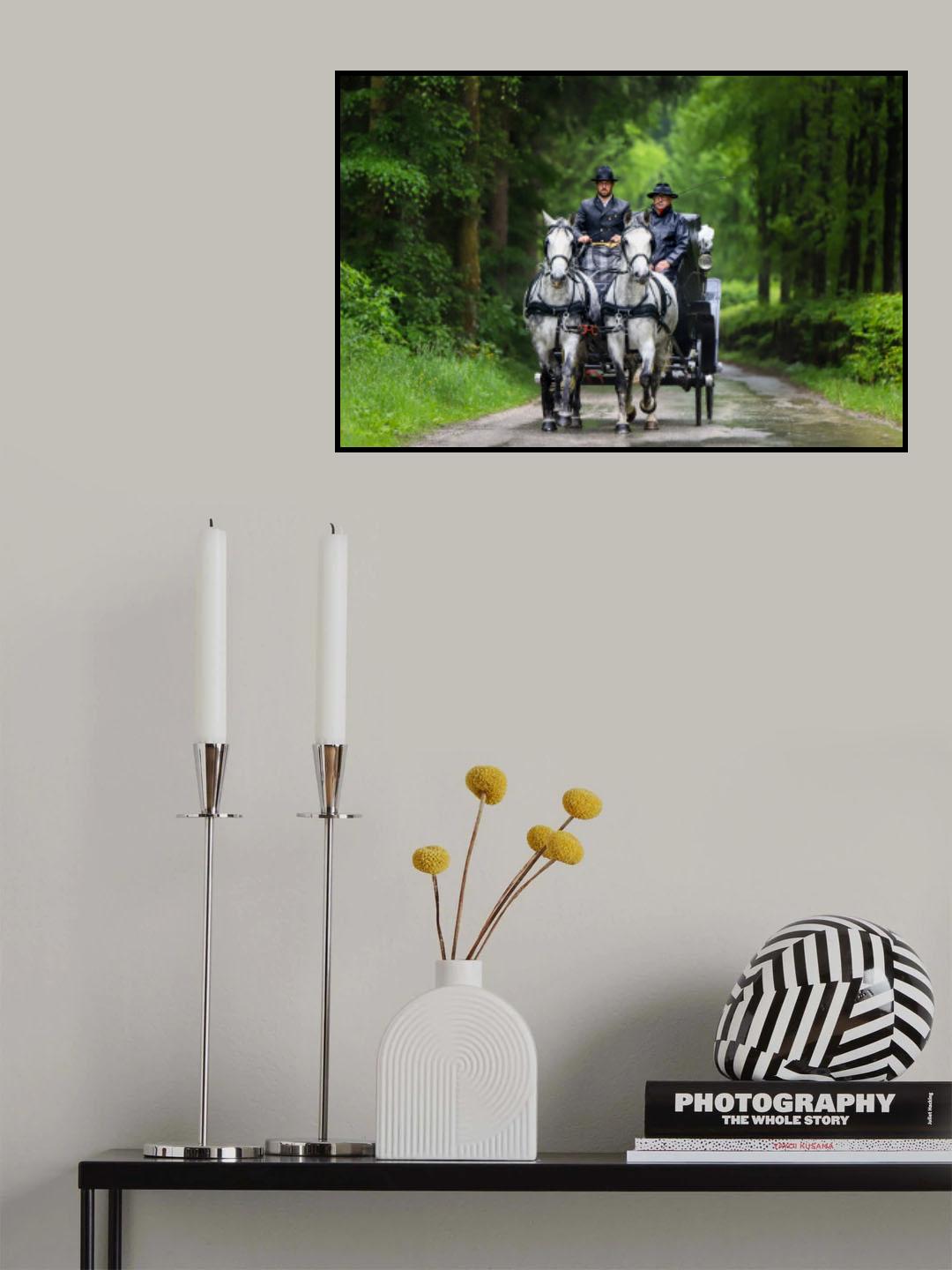Lipizzaner pair with wedding carriage Poster och Canvastavla