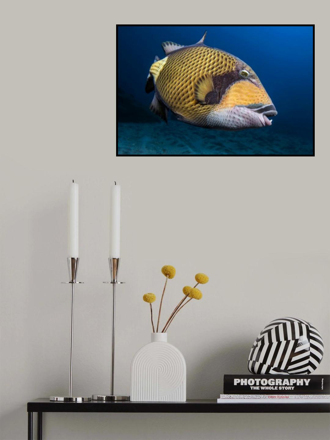 Triggerfish Poster och Canvastavla