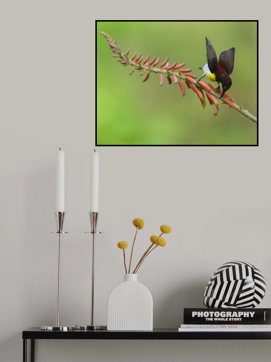 Sunbirding Poster och Canvastavla