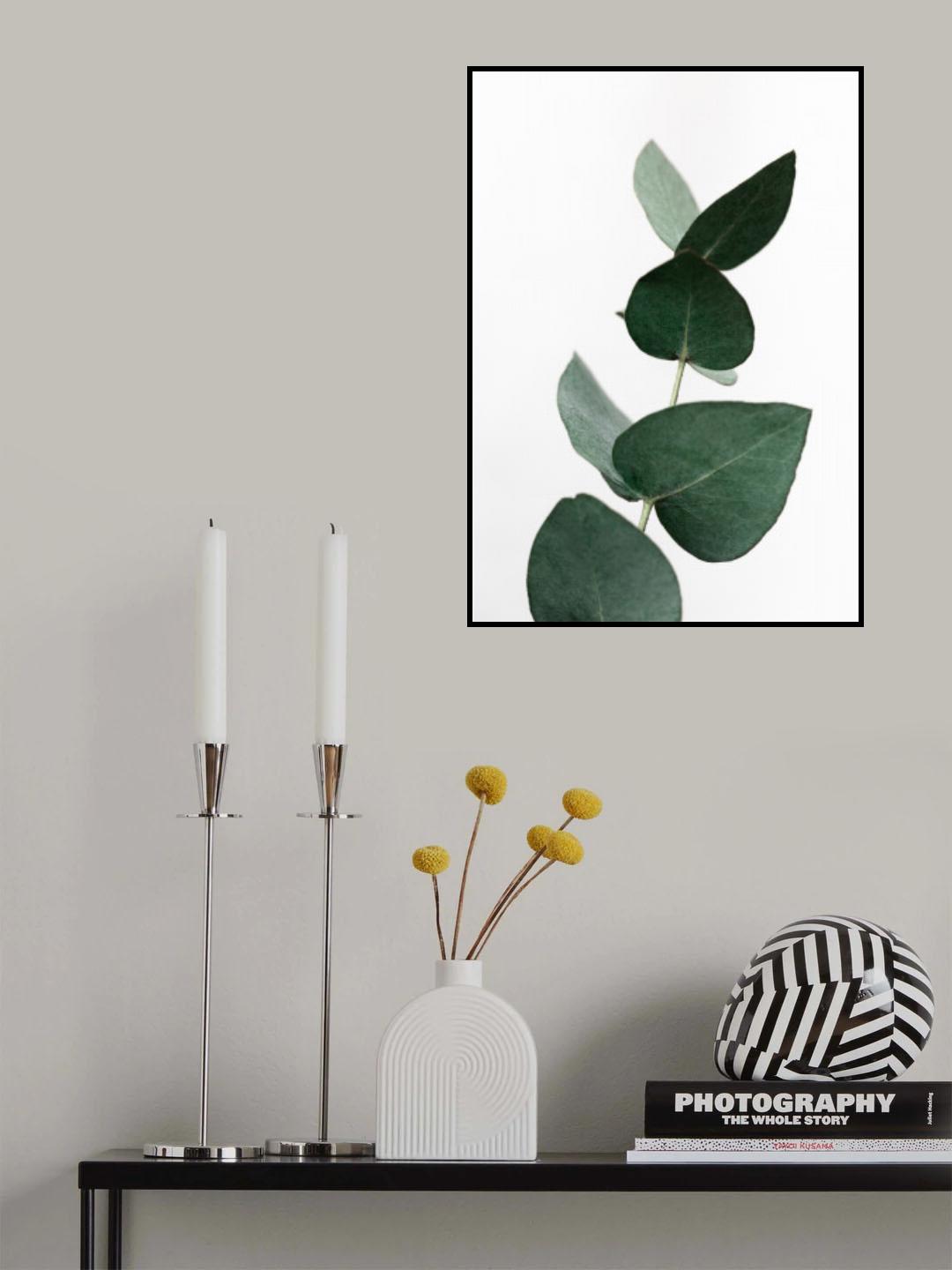 Eucalyptus 4 A1 Poster och Canvastavla
