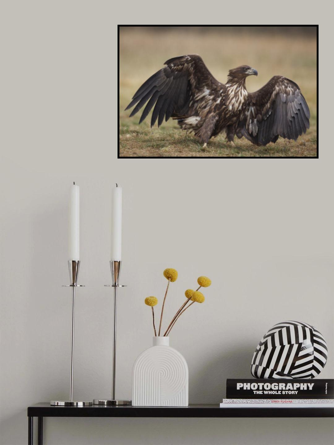 White-tailed eagle Poster och Canvastavla