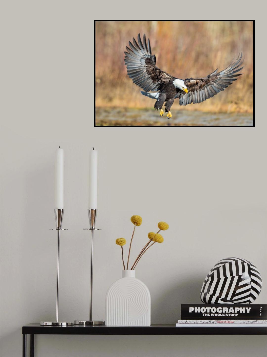 Eagle Flight Poster och Canvastavla