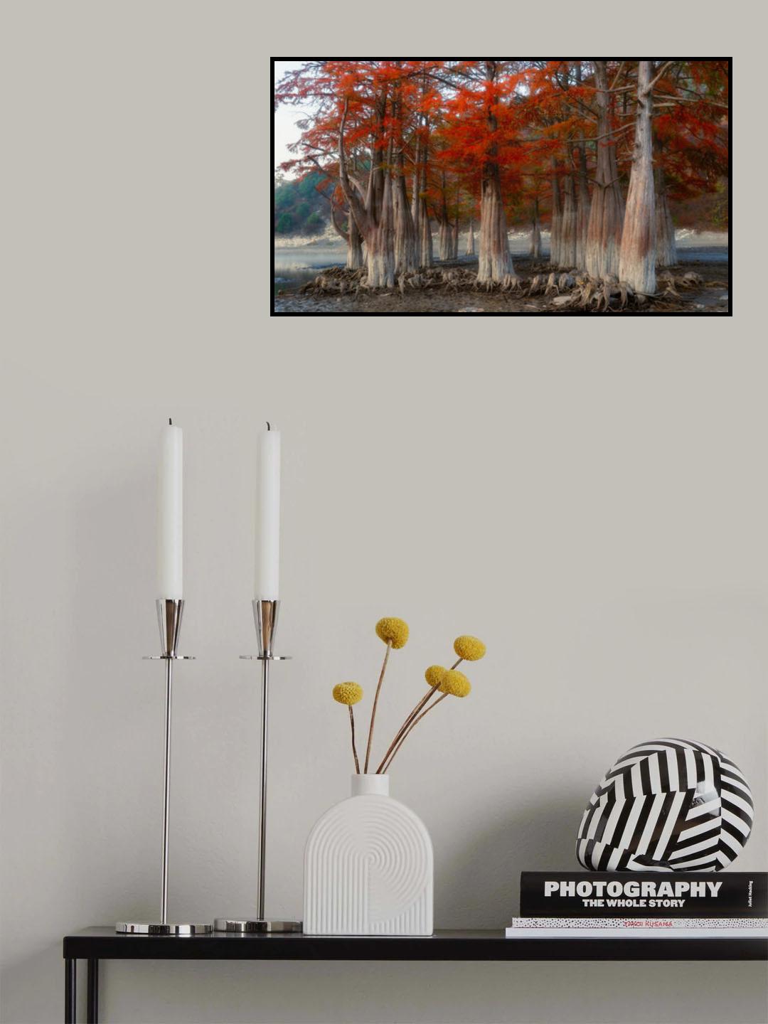 Swamp cypresses Poster och Canvastavla