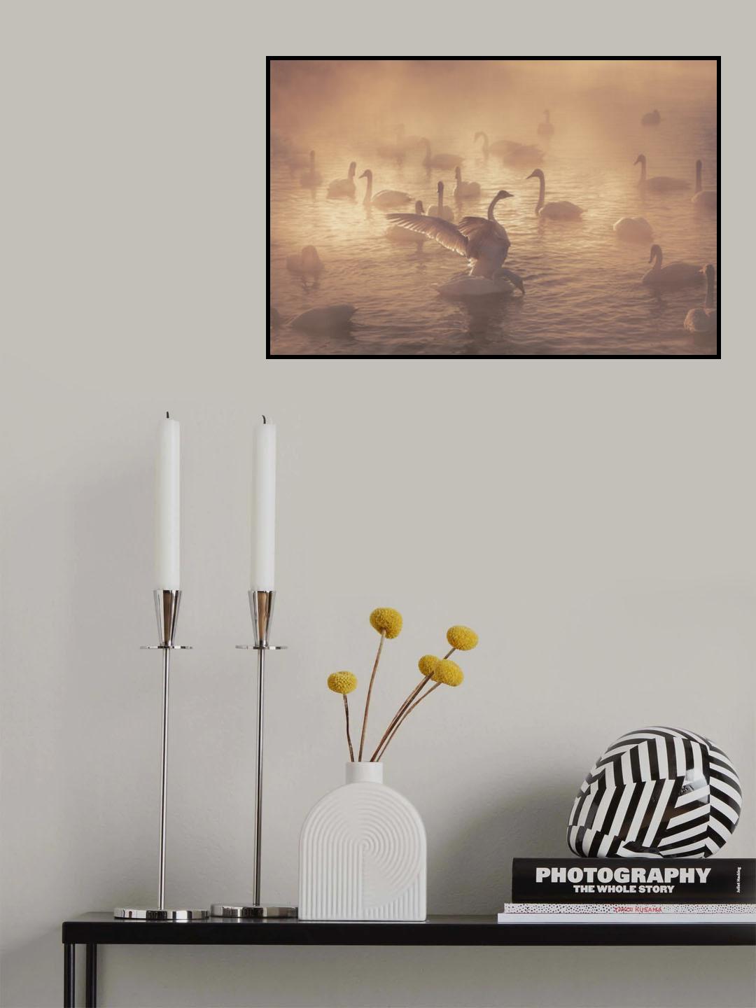 Sunrise swans Poster och Canvastavla