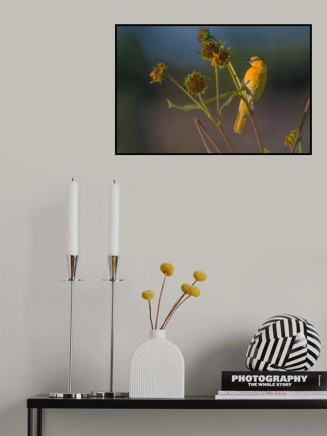 Bullock's oriole Poster och Canvastavla