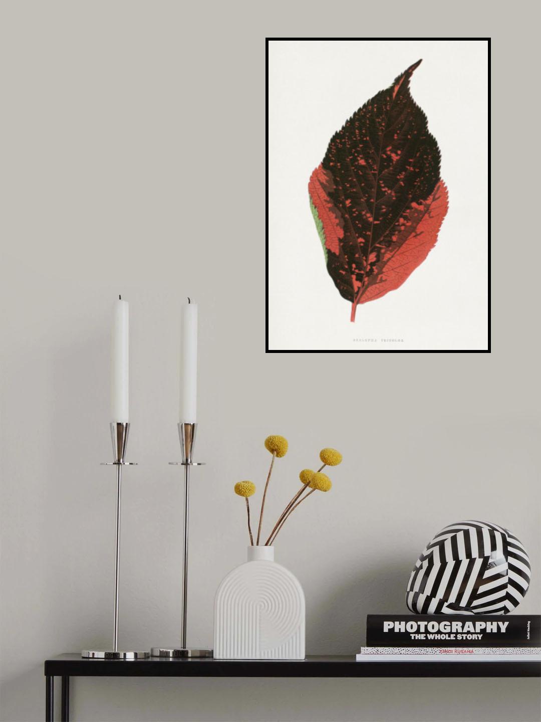 Acalypha Tricolor Leaf Illustration Poster och Canvastavla
