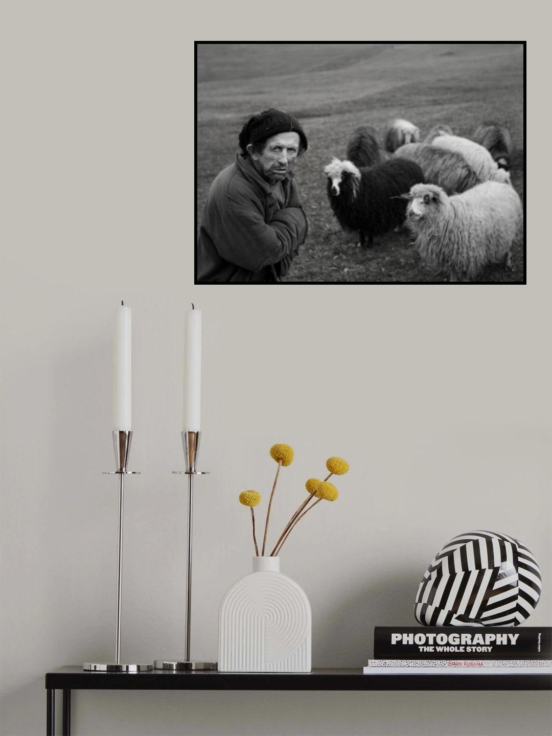 Shepherd with his sheep Poster och Canvastavla