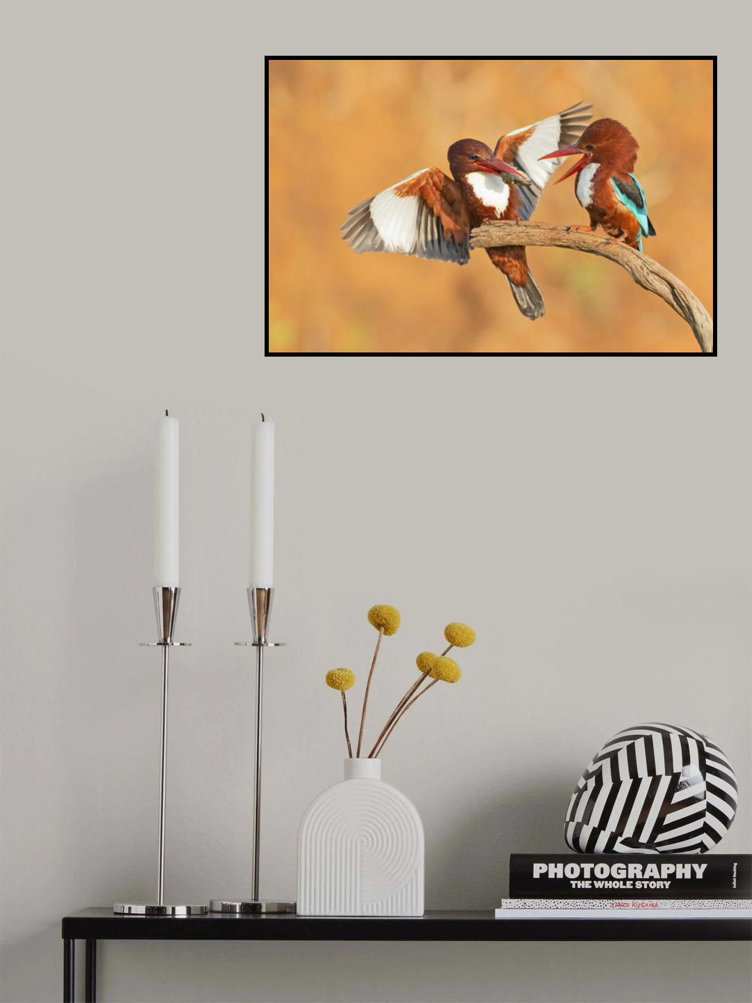 White throated Kingfishers - feeding Poster och Canvastavla