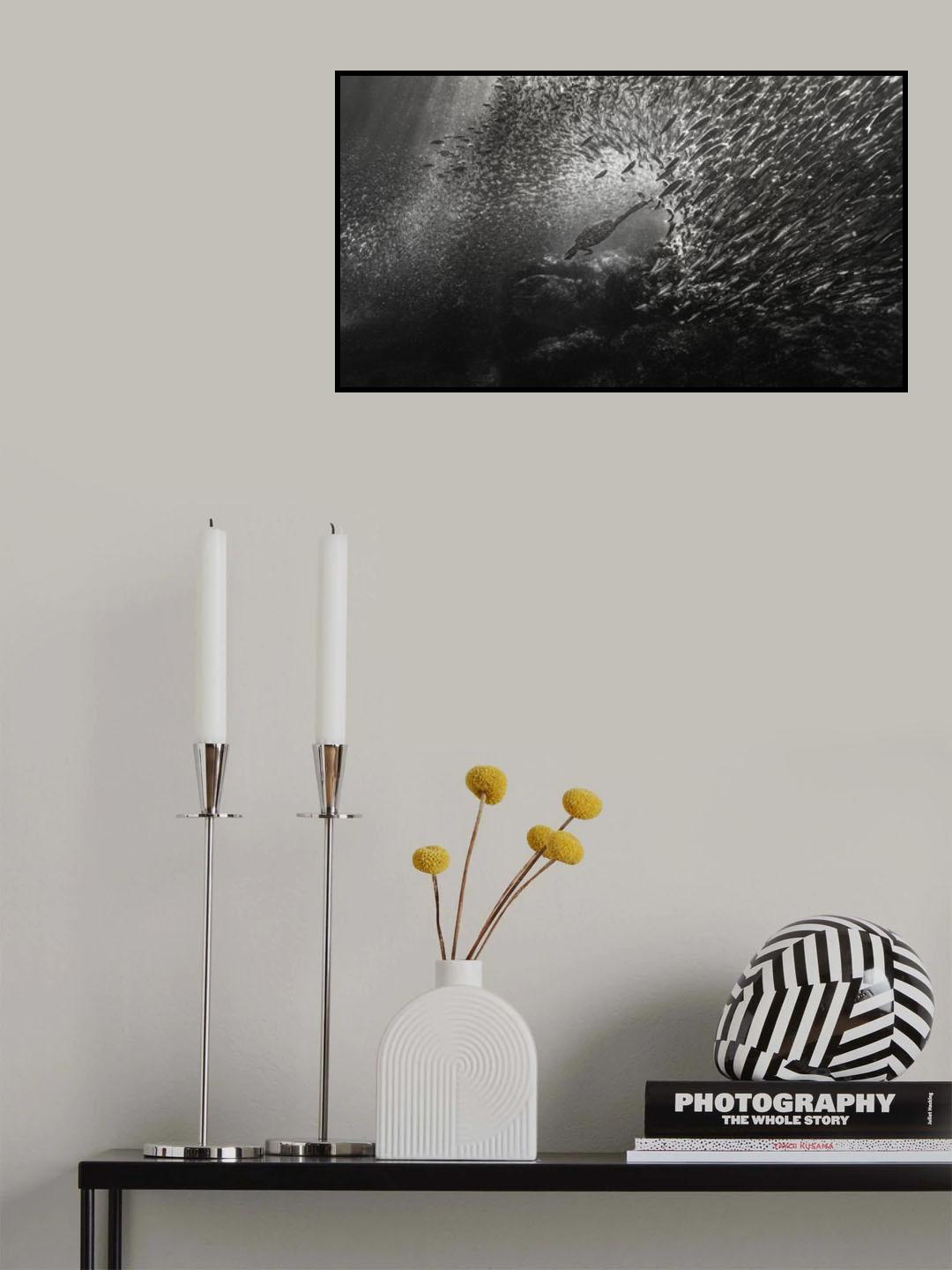Cormorant's hunt ( Sardine fish) Poster och Canvastavla